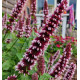 AGASTACHE BEELICIOUS® PINK