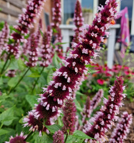 AGASTACHE BEELICIOUS® PINK