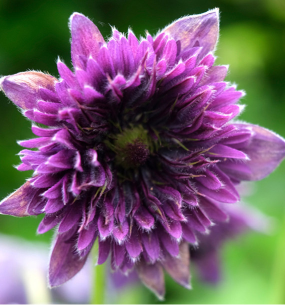 PULSATILLE FAIRY BLOOMS