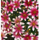 COREOPSIS SUNSTAR® ROSE
