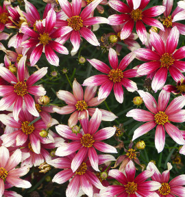 COREOPSIS SUNSTAR® ROSE