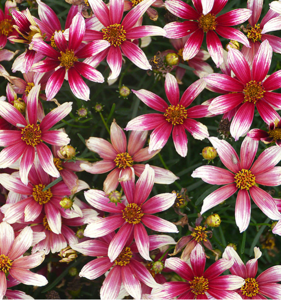 COREOPSIS SUNSTAR® ROSE
