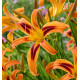 HEMEROCALLE TIGEREYE SPIDER