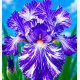 IRIS GERMANICA BATIK