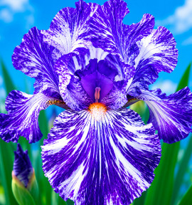 IRIS GERMANICA BATIK