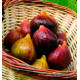 FIGUIER ROUGE DE JUILLET® Minfigfor