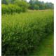 PHILLYREA ANGUSTIFOLIA GREEN UP