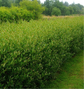 PHILLYREA ANGUSTIFOLIA GREEN UP
