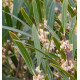 PHILLYREA ANGUSTIFOLIA GREEN UP