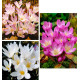  5 BULBES D'AUTOMNE: 1 COLCHICUM CILICICUM +1 COLCHICUM SPECIOSUM + 3 CROCUS SPECIOSUS ALBUS