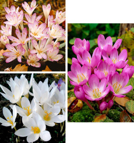 COLIBRIANT 5 BULBES D'AUTOMNE: 1 COLCHICUM CILICICUM +1 COLCHICUM SPECIOSUM + 3 CROCUS SPECIOSUS ALBUS