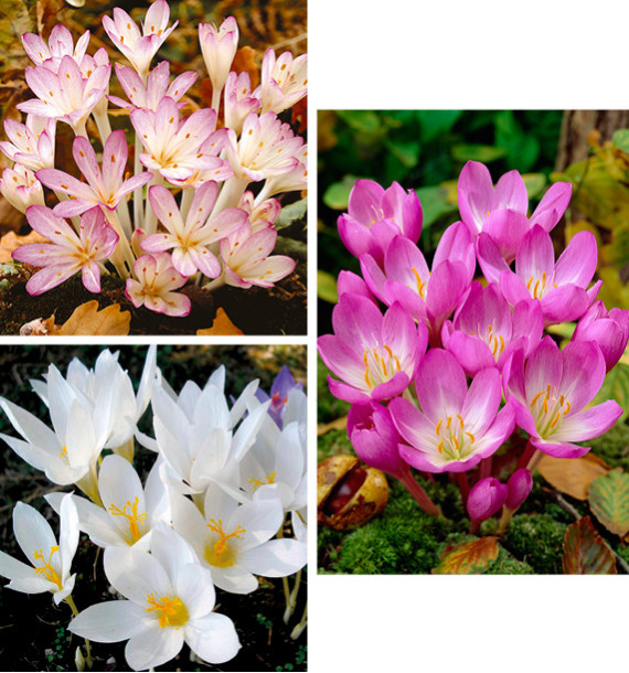  5 BULBES D'AUTOMNE: 1 COLCHICUM CILICICUM +1 COLCHICUM SPECIOSUM + 3 CROCUS SPECIOSUS ALBUS