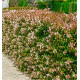 ABELIA GRANDIFLORA