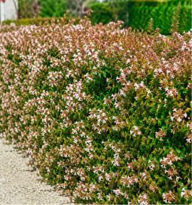 ABELIA GRANDIFLORA