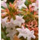 ABELIA GRANDIFLORA