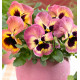 PENSEE MATRIX® SUNRISE