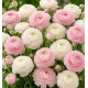 RENONCULES ROSES ET BLANCHES