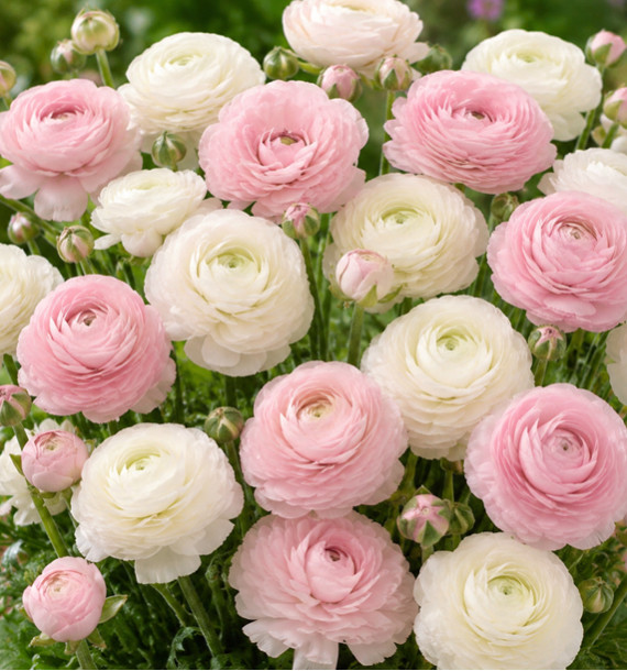 RENONCULES ROSES ET BLANCHES