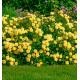 ROSIER COUVRE-SOL THE FAIRY JAUNE