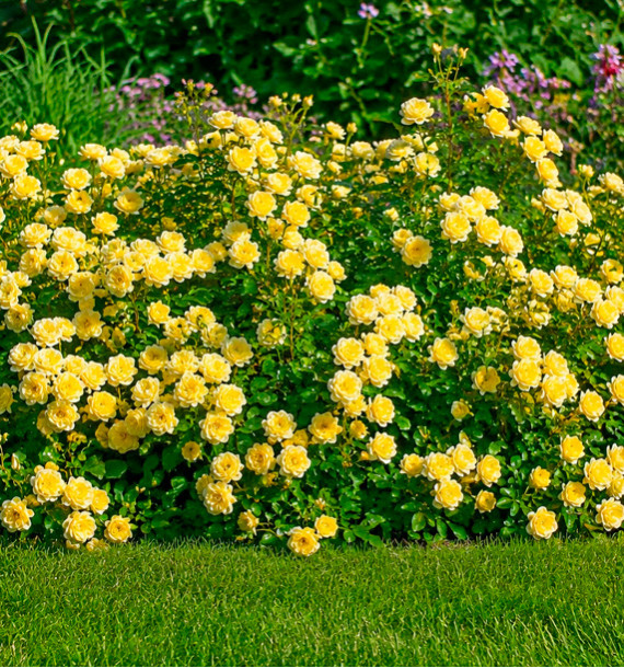 ROSIER COUVRE-SOL THE FAIRY JAUNE