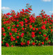 ROSIER COUVRE-SOL THE FAIRY ROUGE