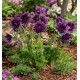 PULSATILLE FAIRY BLOOMS