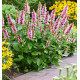 AGASTACHE BEELICIOUS® PINK
