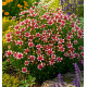 COREOPSIS SUNSTAR® ROSE