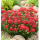 ACHILEE COLOR BURST® RED
