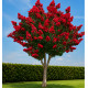 LILAS DES INDES DYNAMITE