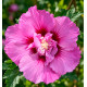 HIBISCUS ERUPTION