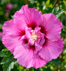 HIBISCUS ERUPTION