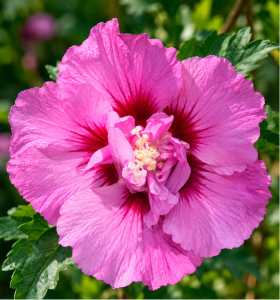 HIBISCUS ERUPTION