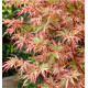 ERABLE JAPONAIS BUTTERFLY