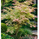 ERABLE JAPONAIS BUTTERFLY