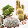 CACTUS EN MELANGE
