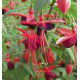 FUCHSIA GRIMPANT LADY BOOTHBY