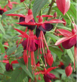 FUCHSIA GRIMPANT LADY BOOTHBY