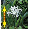 MUGUET GEANT DE BERLIN
