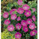 2 GERANIUM SANGUINEUM