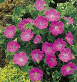 2 GERANIUM SANGUINEUM