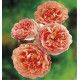 ROSIER ANGLAIS ABRAHAM DARBY