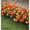 ROSIER A FLEURS GROUPEES RUMBA