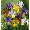 IRIS DE HOLLANDE