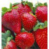 FRAISIER MADAME MOUTOT