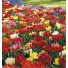 TULIPES DOUBLES HATIVES EN MELANGE