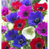ANEMONES SIMPLES DE CAEN