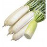 NAVET BLANC DURE D'HIVER