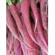 RADIS ROSE DE PAQUES