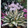 HOSTA FIRE AND ICE